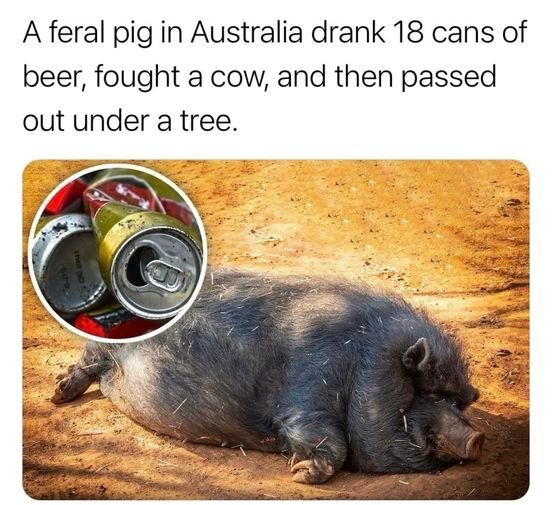 Damn Australian Pigs!